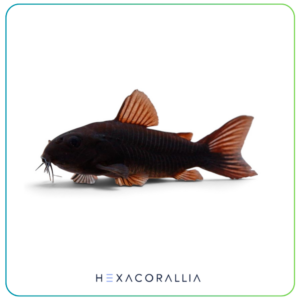 Corydoras black venezuela