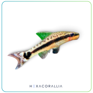 Otocinclus arnoldi