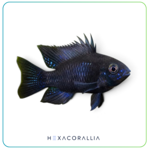 Mikrogeophagus ramirezi black