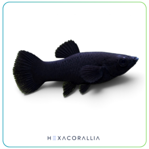 Poecilia sphenops black molly