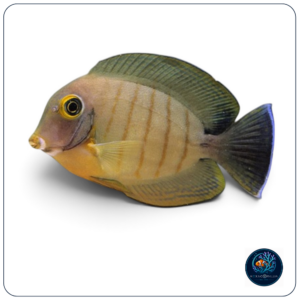 Acanthurus tristis