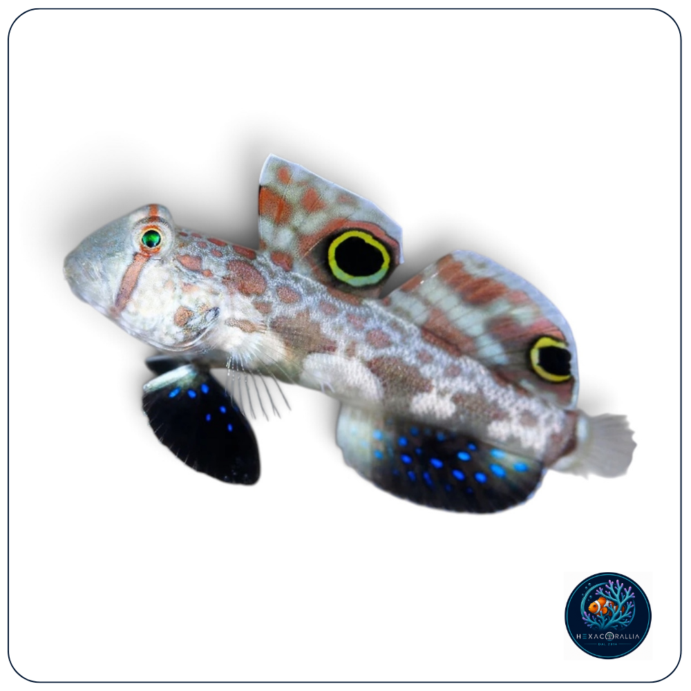 Signigobius biocellatus