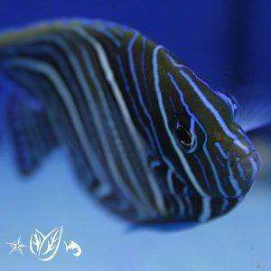 pomacanthus semicirculatus