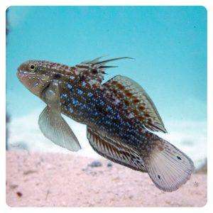 Amblygobius semicinctus