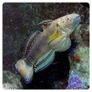 amblygobius-phalaena