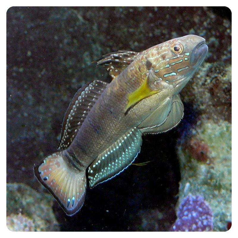 amblygobius-phalaena