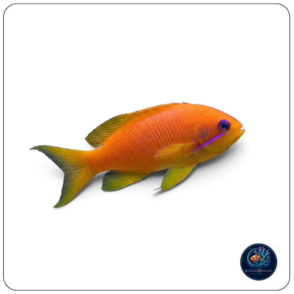Pseudanthias Squamipinnis