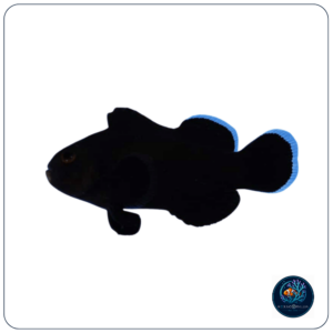 Amphiprion Ocellaris Black Midnight T.B.