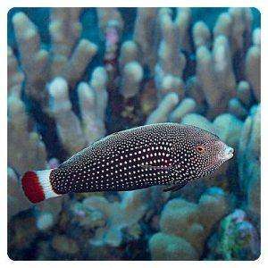 Anampses chrysocephalus