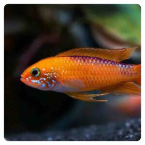 Apistogramma agassizi fire red