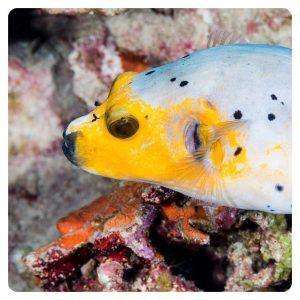 Arothron nigropunctatus