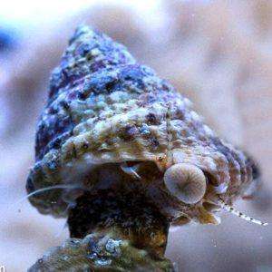 Astraea tecta