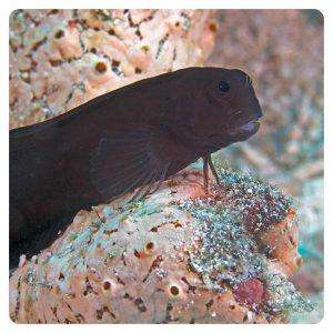astrosalarias-fuscus