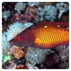 Bodianus Diana