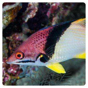 bodianus-mesothorax