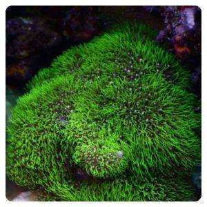 Briareum spp.