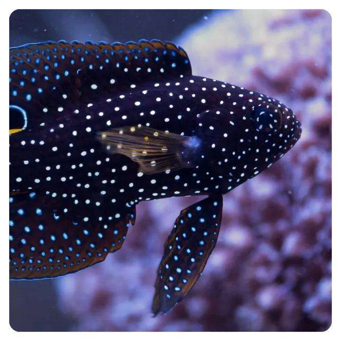 Calloplesiops Altivelis