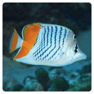 Chaetodon madagaskariensis