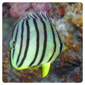 chaetodon-octofasciatus