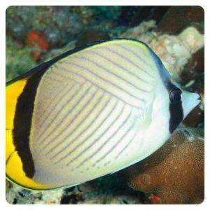 Chaetodon pictus