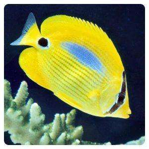 Chaetodon plebeius