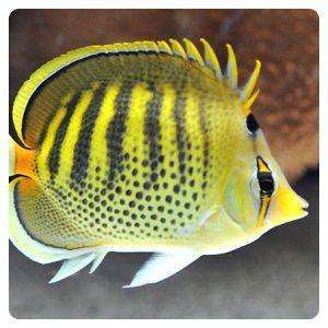 Chaetodon punctatofasciatus