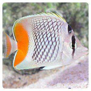 Chaetodon xanthurus