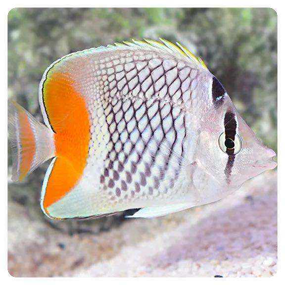 Chaetodon xanthurus