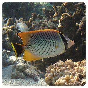 chaetodon-trifascialis