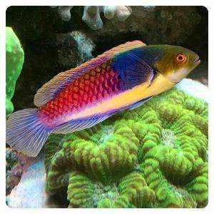 Cirrhilabrus cyanopleura