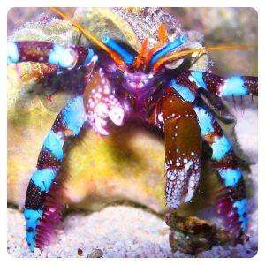 calcinus elegans