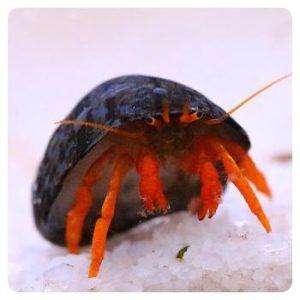 Clibanarius rutilus