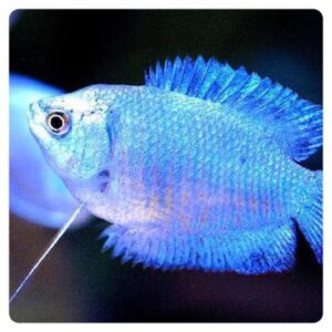 Colisa lalia blue cobalt