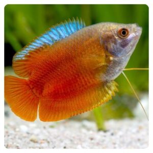 Colisa lalia red neon