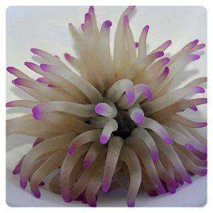 Condylactis gigantea pink tip