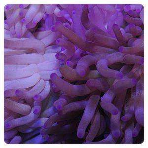 Condylactis gigantea purple