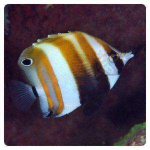 Coradion melanopus