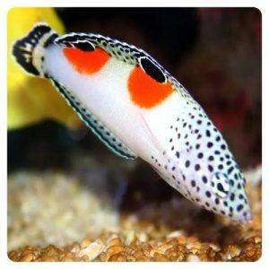 Coris-aygula