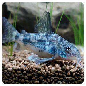 Corydoras paleatus