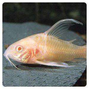 Corydoras paleatus albino longfin