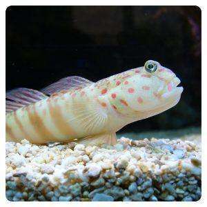 Cryptocentrus leptocephalus