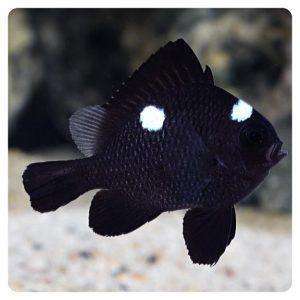 Dascyllus-trimaculatus