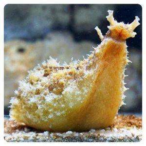 Dolabella auricularia
