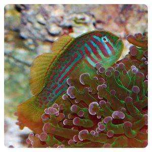 gobiodon-atrangulatus