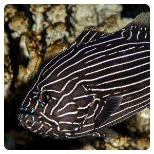 Grammistes Sexlineatus