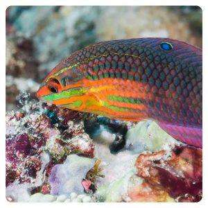 Halichoeres-biocellatus