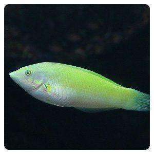 Halichoeres chloropterus