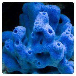 Haliclona cearulea