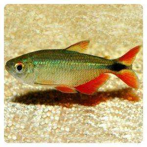 Hemigrammus caudovittatus