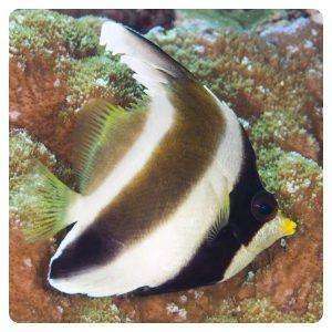 heniochus-chrysostomus